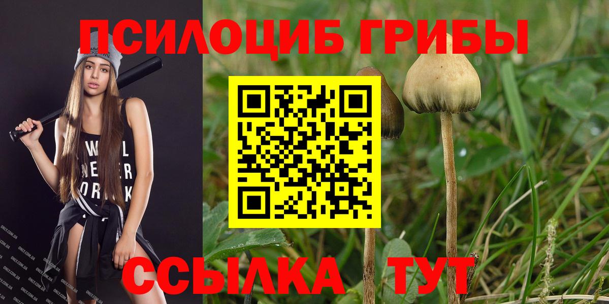 Губкин  Псилоцибиновые грибы MAGIC MUSHROOMS  Вход с VPN 
